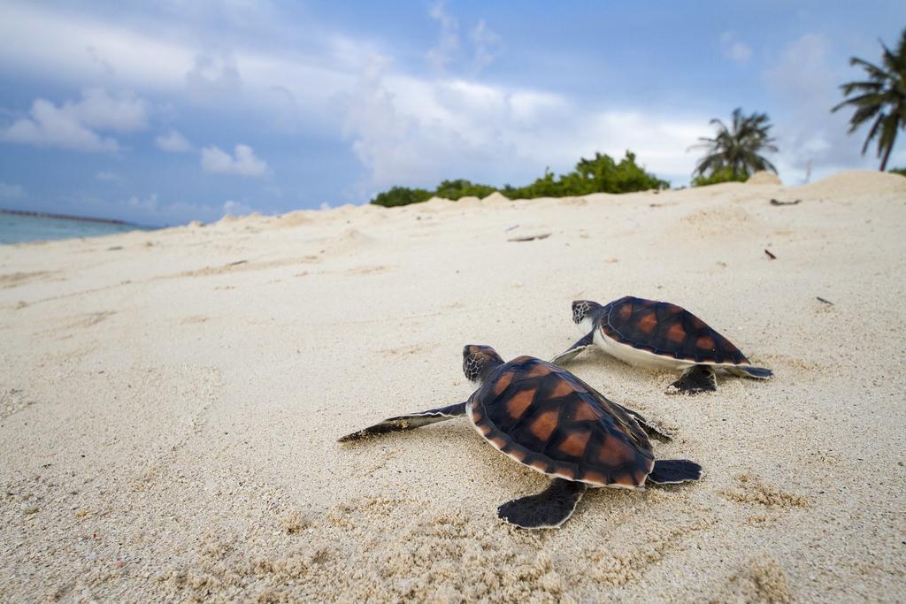Hotel Tropic Tree Maldives Gulhi Exterior foto